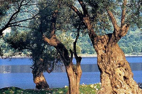 ΞΕΝΟΔΟΧΕΙΟ ΛΕΣΒΟΣ ΟΙΚΟΤΟΥΡΙΣΜΟΣ 001