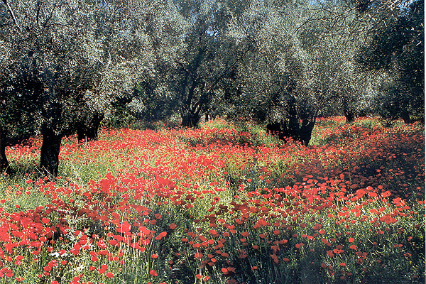 LESVOS HOTELS APARTMENTS ECO-ACTIVITIES 023